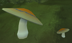 Two massive Kamenas mushrooms.