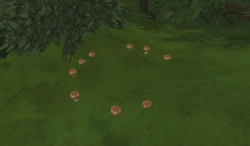 A ring of dome shaped Aratz mushrooms.